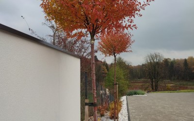 planowanie nasadzeń Giżycko