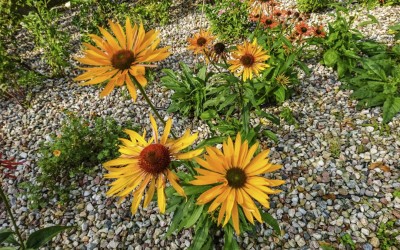 Pielęgnacja ogrodów Mazury