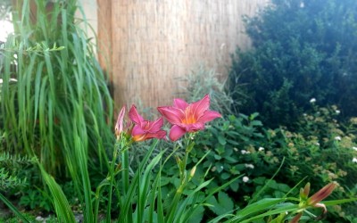 Projektowanie ogrodów Giżycko