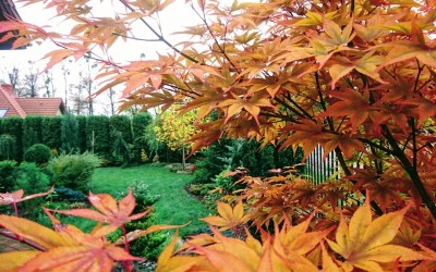 Zagospodarowanie terenu Giżycki