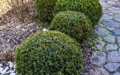 Pielęgnacja ogrodów Giżycko