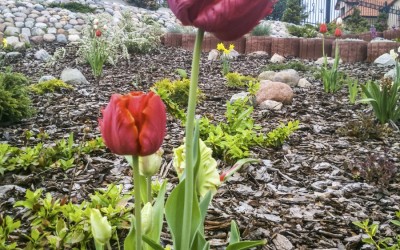 Rośliny cebulowe Giżycko