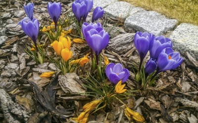 Rośliny cebulowe Mazury